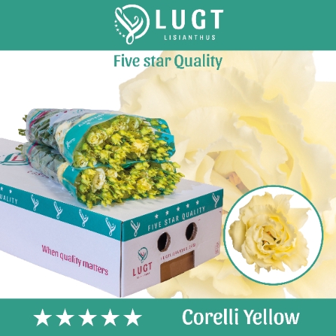 <h4>Eust. Corelli Yellow 850</h4>