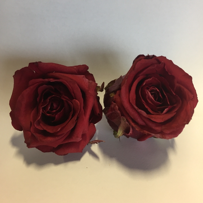 <h4>Red Eagle rose 4,5-5cm</h4>