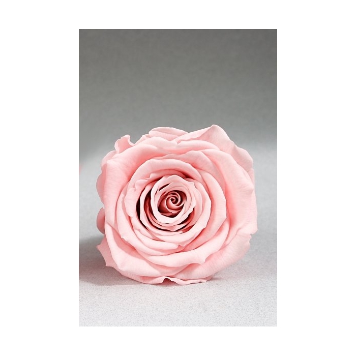 <h4>PRESERVED ROSES XL PIN-04</h4>