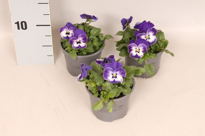 <h4>Viola cornuta F1 Delft Blue</h4>