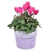 Cyclaam mini gemengd in stenen pot