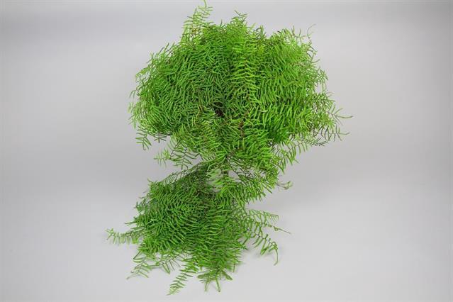 <h4>Leaf gleichenia coral fern</h4>