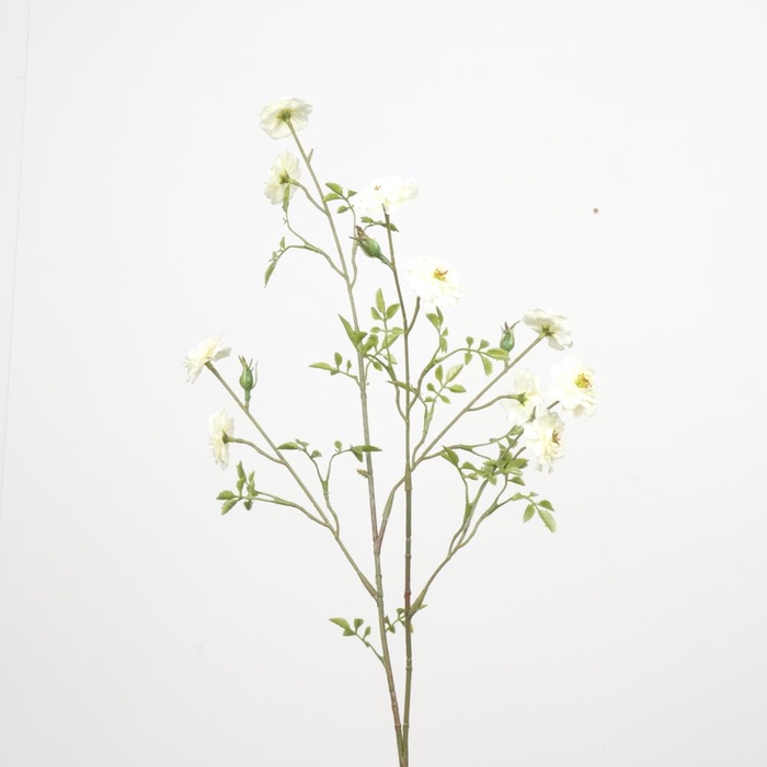 <h4>Af Rosa Wild L87cm Cream</h4>