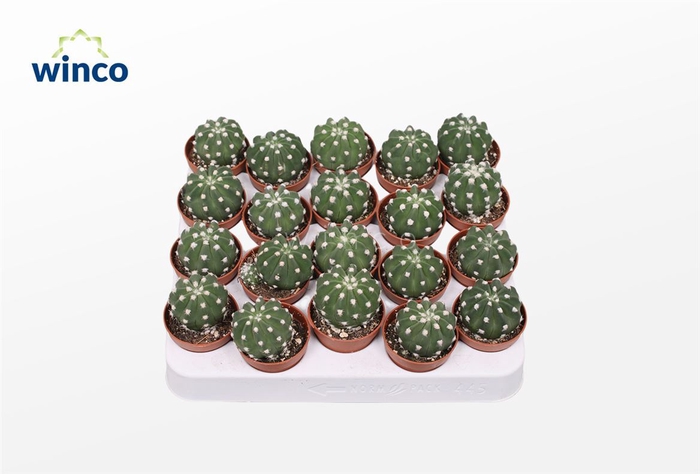 <h4>Cactus Ov</h4>