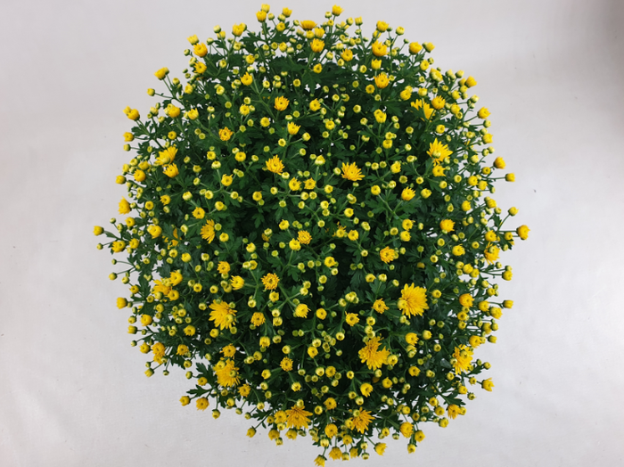 <h4>Bolchrysant Dark Yellow 45cm</h4>