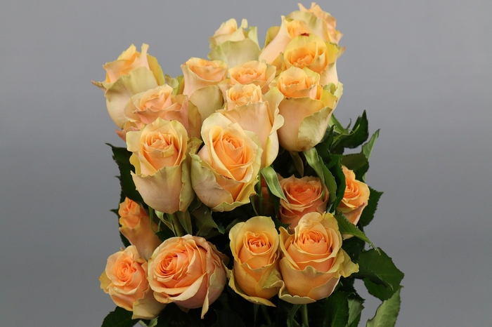 <h4>Rosa ec nectarine</h4>
