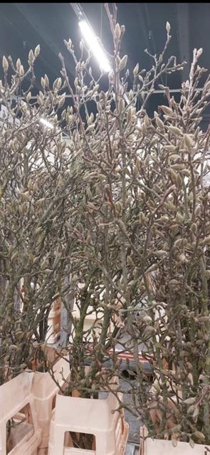 <h4>Magnolia wild</h4>