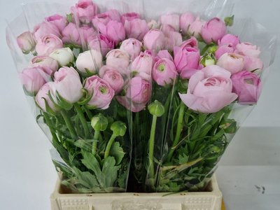<h4>Ranunculus elegance pink</h4>