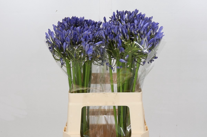 <h4>Agapanthus Blue Heaven</h4>