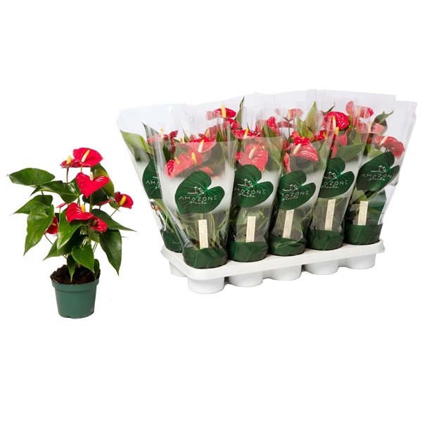<h4>Anthurium Aristo 12cm</h4>
