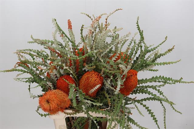 <h4>Banksia paint speciosa orange</h4>