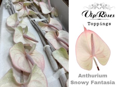 <h4>Anthurium paint snowy fantasy</h4>