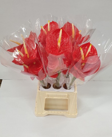 <h4>Anthurium tropical</h4>
