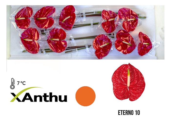 <h4>ANTH A Eterno 10</h4>