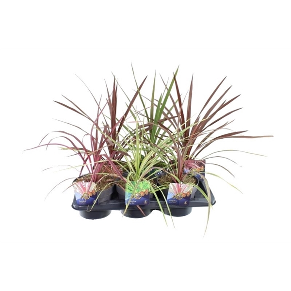<h4>Cordyline mix (in tray)</h4>
