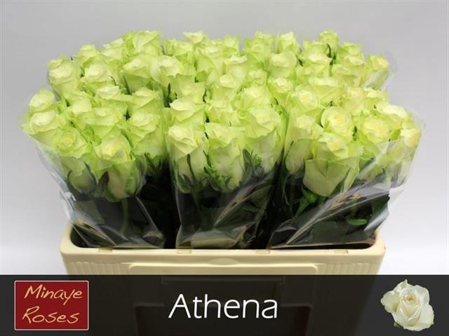 <h4>Rosa la athena</h4>