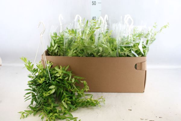 <h4>Aeschynanthus  'Japhrolepis'</h4>