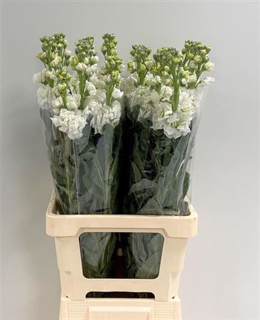 <h4>Matth Iron White</h4>