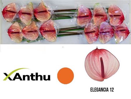 <h4>Anth A Max Elegan</h4>