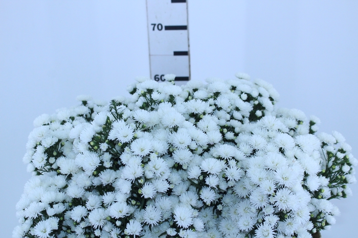 <h4>ASTER MARIANA 060 CM</h4>