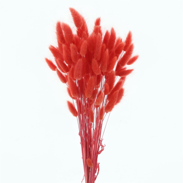 <h4>Dried Lagurus Bleached Light Red Bs</h4>