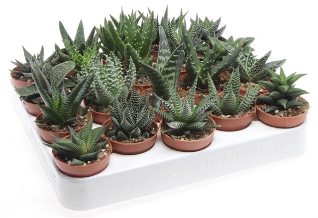 <h4>Aloe Gemengd</h4>