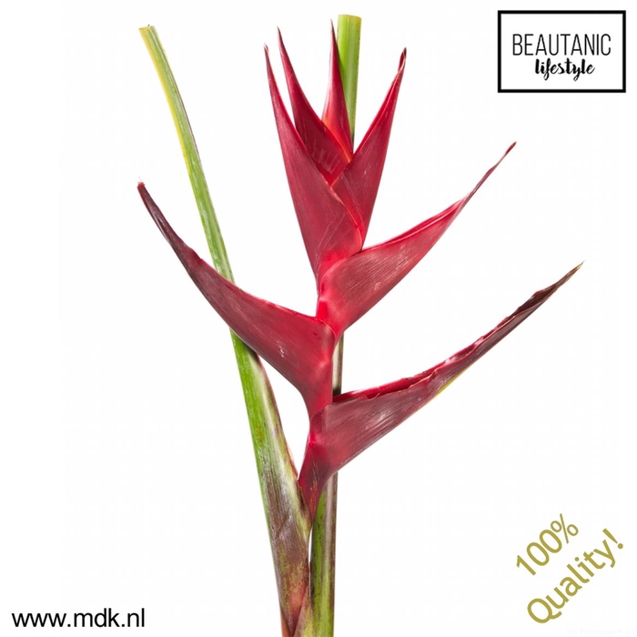 <h4>Heliconia black magic</h4>