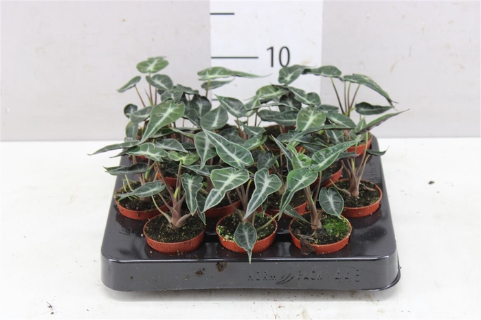 <h4>Alocasia 'dwarf'</h4>
