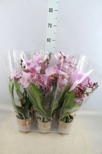 <h4>Phalaenopsis 'spirit Pink'</h4>