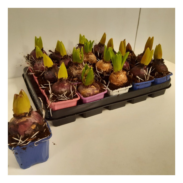 <h4>Hyacinthus mix 7Ø 12cm 1pp</h4>