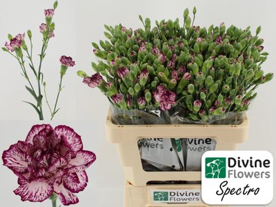 <h4>Dianthus sp spectro</h4>