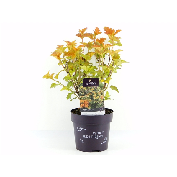 <h4>Physocarpus op. Amber Jubilee (First Editions®)</h4>