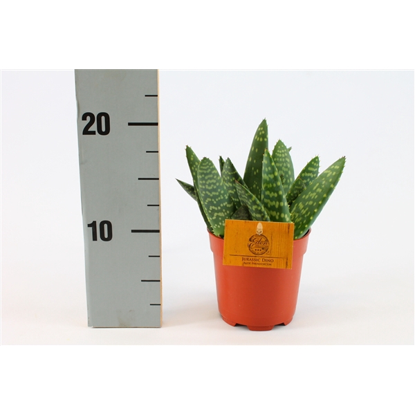 <h4>Aloe Paradisicum 10,5cm</h4>