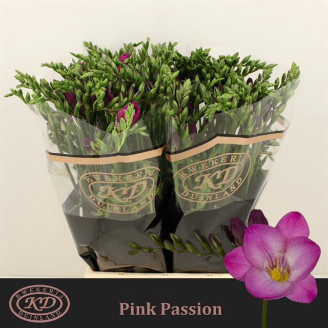 <h4>Freesia si pink passion</h4>