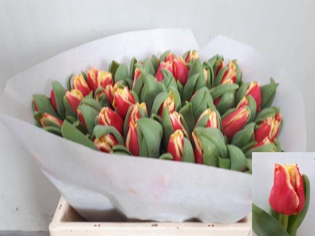 <h4>Tulipa co elegant crown</h4>