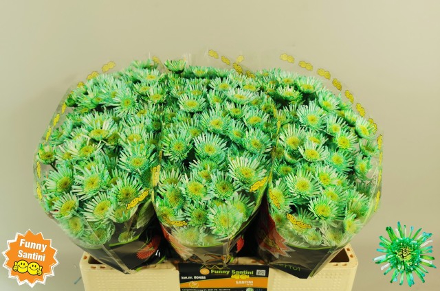<h4>Chrys sa paint maradonna green</h4>