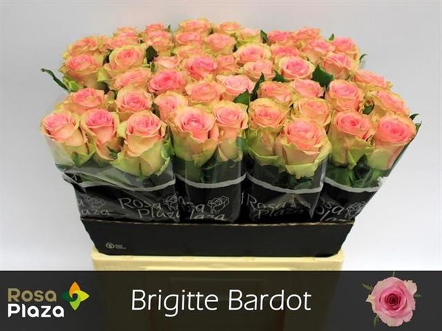 <h4>Rosa la brigitte bardot</h4>