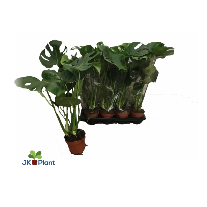 <h4>Monstera deliciosa 14Ø 55cm</h4>