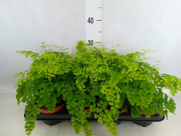 <h4>Adiantum raddi. 'Fragrans'</h4>