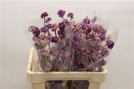 <h4>Callicarpa Giraldii</h4>