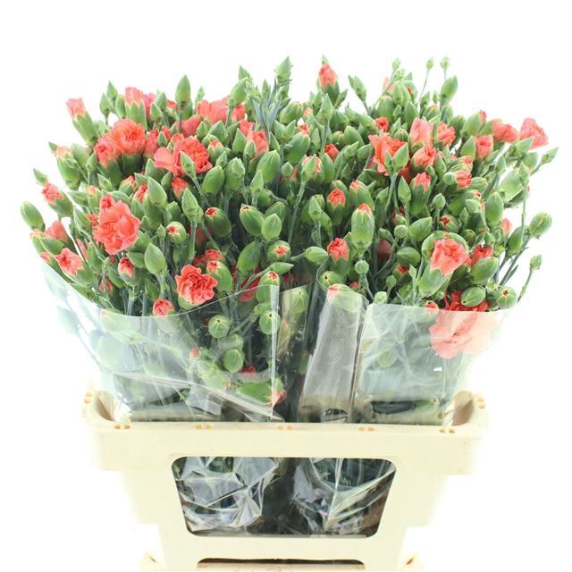 <h4>DI TR ORANGE AMELIE</h4>