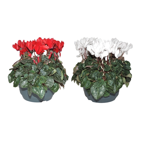 <h4>Cyclamen Super Serie Rood en Wit Schaal 19 cm (Kerst)</h4>