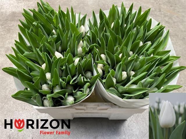 <h4>Tulipa si royal virgin</h4>