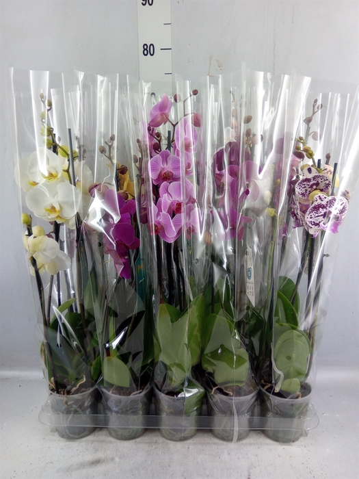 <h4>Phalaenopsis ...mix 5</h4>