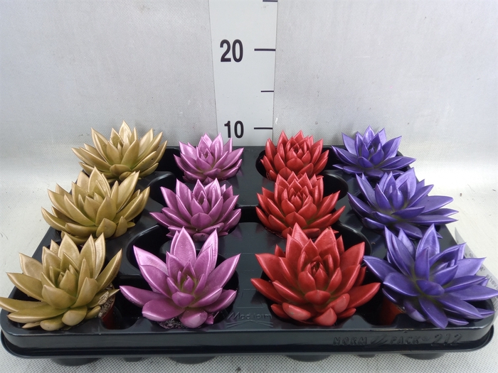 <h4>Echeveria  'Miranda'</h4>