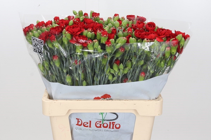<h4>Dianthus Sp Pino</h4>