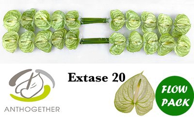 <h4>Anthurium extase</h4>