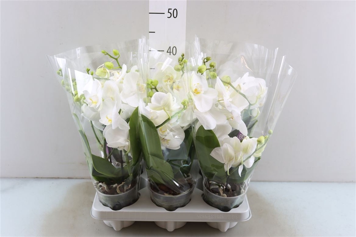 <h4>Phal Tablo Shorty 2 Tak White</h4>
