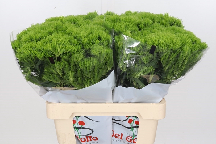 <h4>Dianthus Br Aldo Green 55cm</h4>