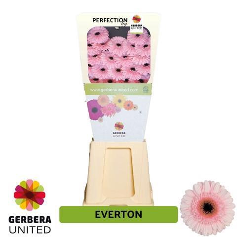 <h4>Germini diamond everton</h4>